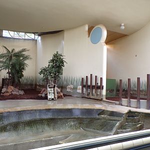 Africa- Pygmy hippo indoors 13.7.23