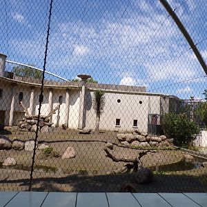 Africa- Gelada enclosure 13.7.23
