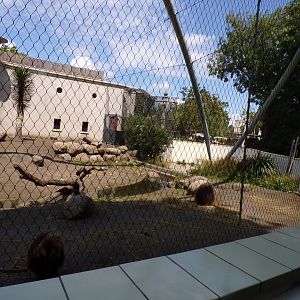 Africa- Gelada enclosure 13.7.23