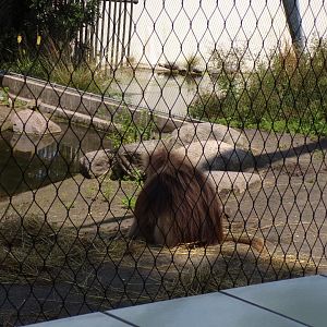 Africa- Gelada 13.7.23