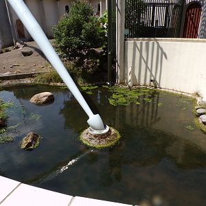 Africa- Gelada moat 13.7.23