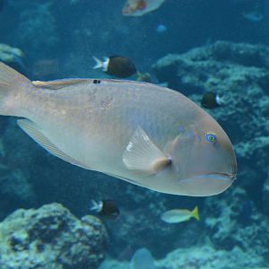 Blackspot tuskfish (Choerodon schoenleinii)