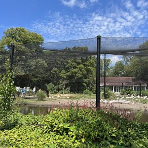 Asia- Flamingo aviary 13.7.23