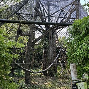 Asia- Francois langur enclosure 13.7.23