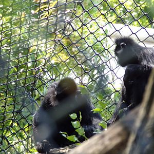 Asia- Francois langurs 13.7.23