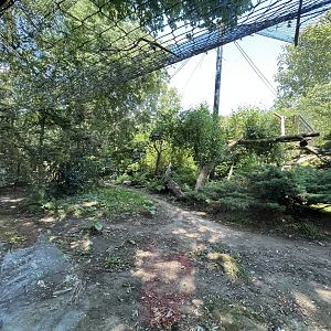 Asia- Amur Leopard enclosure 13.7.23