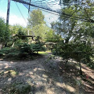 Asia- Amur Leopard enclosure 13.7.23