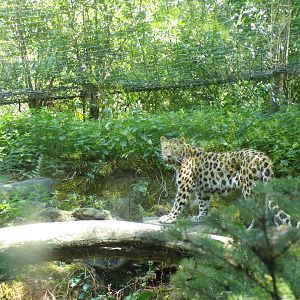 Asia- Amur Leopard 13.7.23