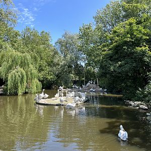 Asia- Pelican pond 13.7.23