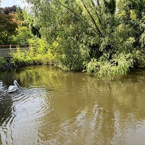 Asia- Pelican pond 13.7.23