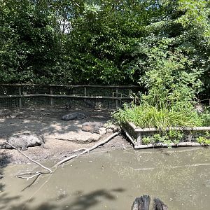 Asia- Visayan warty pig enclosure 13.7.23