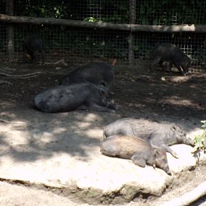 Asia- Visayan warty pigs 13.7.23