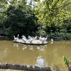 Asia- Pelican pond 13.7.23