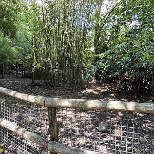 Asia- Visayan warty pig enclosure 13.7.23