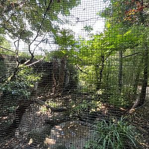 Asia- Sumatran laughingthrush aviary 13.7.23