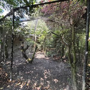 Asia- Bengal eagle owl aviary 13.7.23