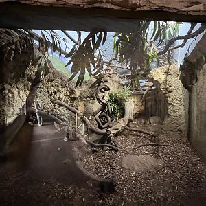 Asia- Belanger’s tree shrew enclosure 13.7.23