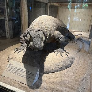 Asia- Stuffed Komodo dragon “Komo” 13.7.23