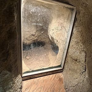 Asia- Komodo dragon den 13.7.23