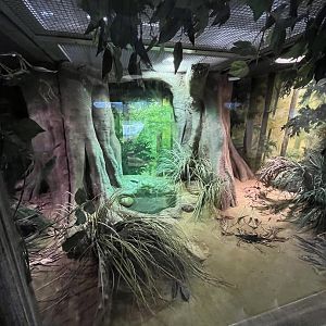 Asia- Monocled cobra enclosure 13.7.23