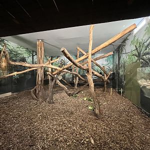 Asia- Lion-tailed macaque indoors 13.7.23