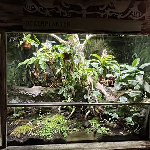 Asia- Pitcher plant terrarium 13.7.23