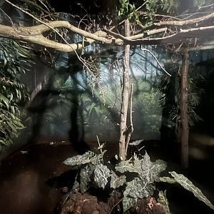 Asia- Gray slender loris enclosure 13.7.23