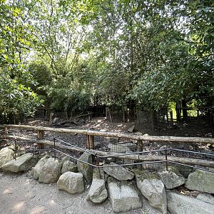Asia- Visayan warty pig enclosure 13.7.23