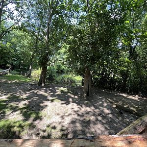 Asia- Visayan spotted deer enclosure 13.7.23