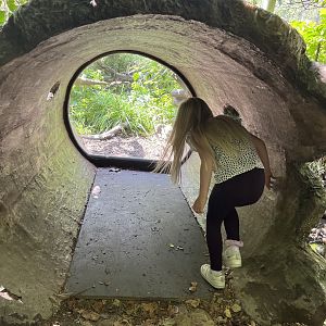 Asia- Fishing cat viewing log (person for scale) 13.7.23