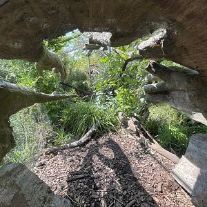 Asia- Fishing cat enclosure seen through log 13.7.23