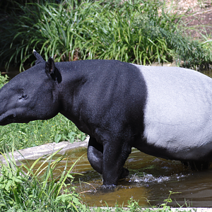 Malayan Tapir - Jardin des Plantes 2023