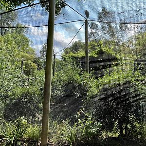 Asia- Fishing cat enclosure 13.7.23