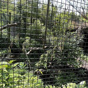 Asia- Fishing cat enclosure 13.7.23