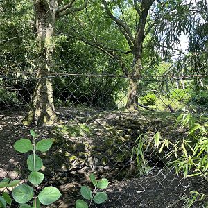Asia- Visayan spotted deer enclosure 13.7.23