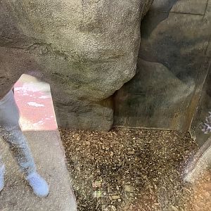 Asia- Fishing cat indoors (sorry for glare) 13.7.23