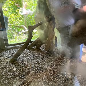 Asia- Fishing cat indoors (sorry for glare) 13.7.23