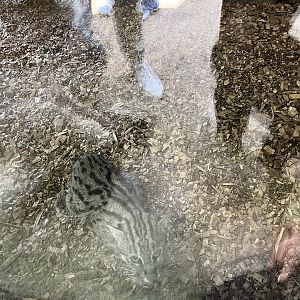 Asia- Fishing cat (sorry for glare) 13.7.23