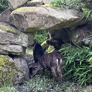 Asia- Tufted deer 13.7.23