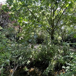 Asia- Blackbuck enclosure 13.7.23