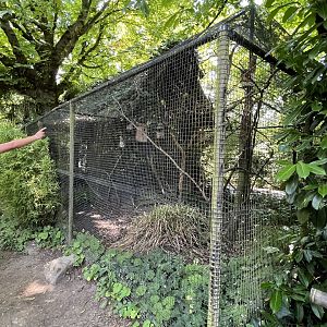 Asia- Java sparrow and Plum headed parrot aviary 13.7.23