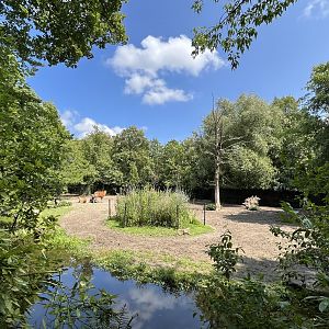 Asia- Banteng enclosure 13.7.23