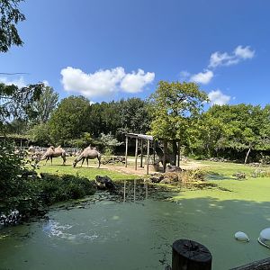 Asia- Bactrian camel enclosure 13.7.23