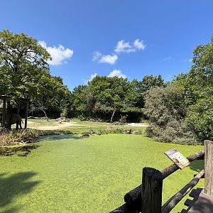 Asia- Bactrian camel enclosure 13.7.23