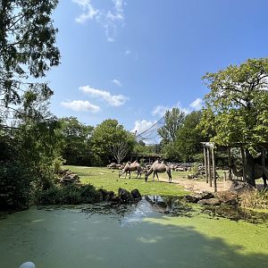 Asia- Bactrian camel enclosure 13.7.23