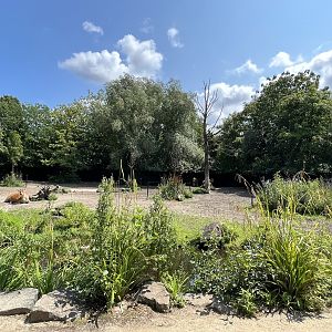 Asia- Banteng enclosure 13.7.23