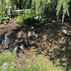 Asia- Tufted deer 13.7.23