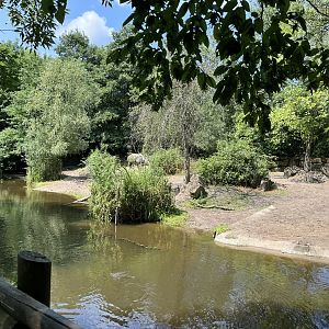 Asia- Indian rhino enclosure 13.7.23