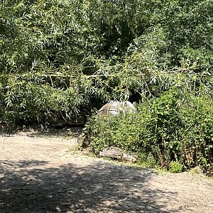 Asia- Strange coloured Indian rhino 13.7.23