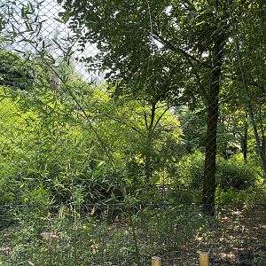 Asia- Mixed aviary 13.7.23